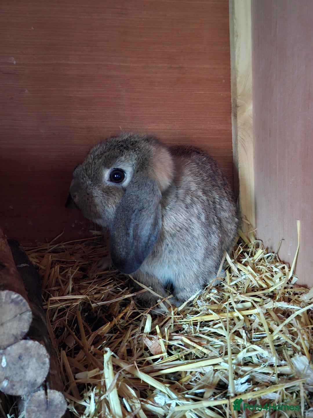 Mixed Breed rabbits for sale: Last Minilop, lionhead, mixed breed baby rabbits. - Image 14