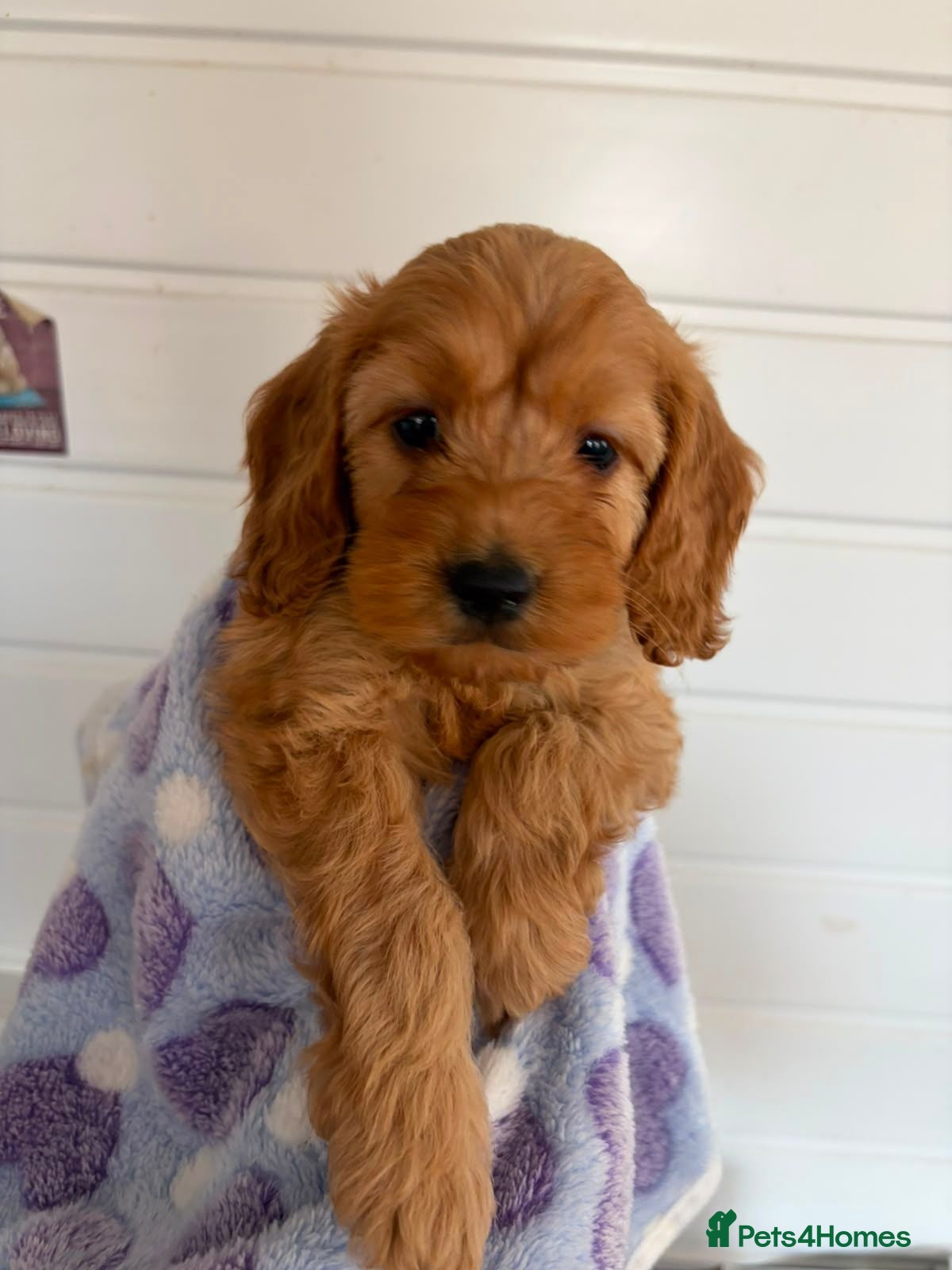 Cockapoo dogs F1 4 cockapoo girl puppies ready 14th August  - Advert 16