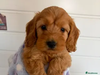 Cockapoo dogs F1 4 cockapoo girl puppies ready 14th August - Advert 16