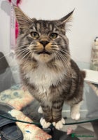 Maine Coon cats - Advert 9