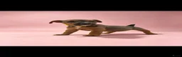 Lakeland Terrier dogs for sale: Lakeland terrier puppies (working type) - Advert 20