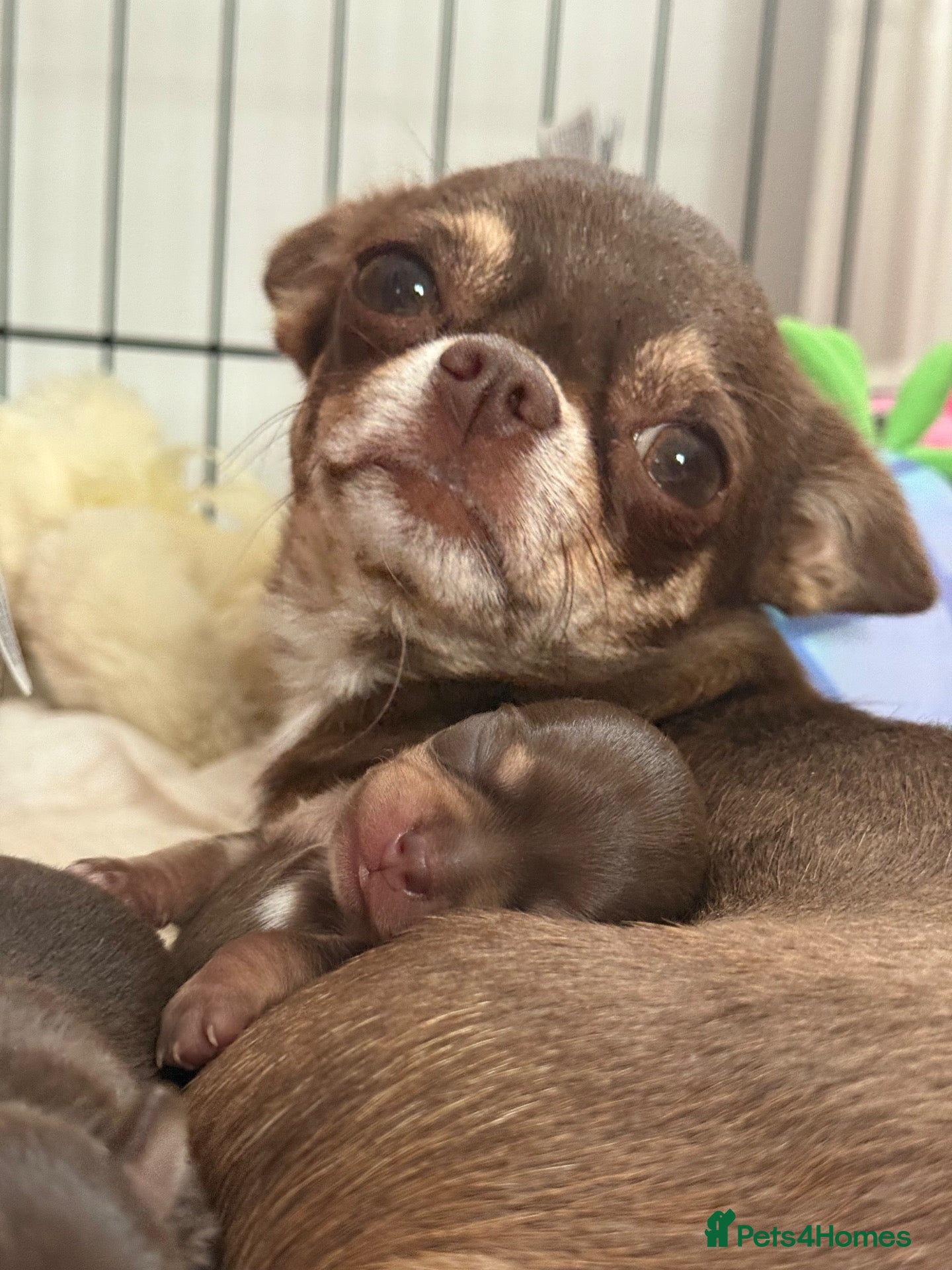 Chihuahua dogs KC registered chihuahua puppies 2 boys ❤️ - Advert 1