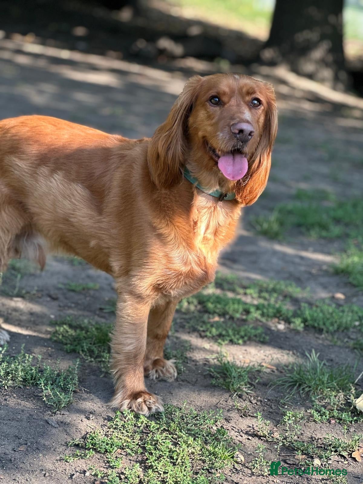 Cocker Spaniel dogs Marley Up For Adoption - Free To Right Home - Advert 1
