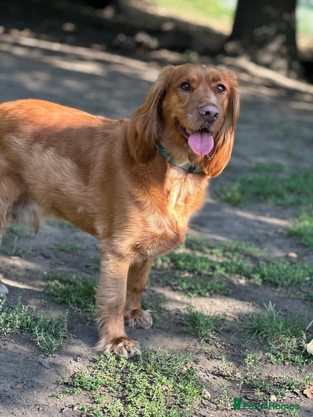 Cocker Spaniel dogs for sale: Marley Up For Adoption - Free To Right Home in London - Advert 1