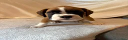 Boxer dogs for sale: *** 22 Championships between parents *** in Newbury - Advert 17