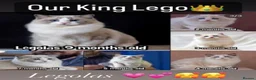 Ragdoll cats for sale: 🌟TICA🌟Champion Ragdoll🏆🏆🏆 - Advert 10