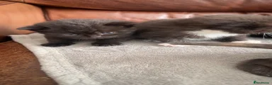 British Shorthair 4