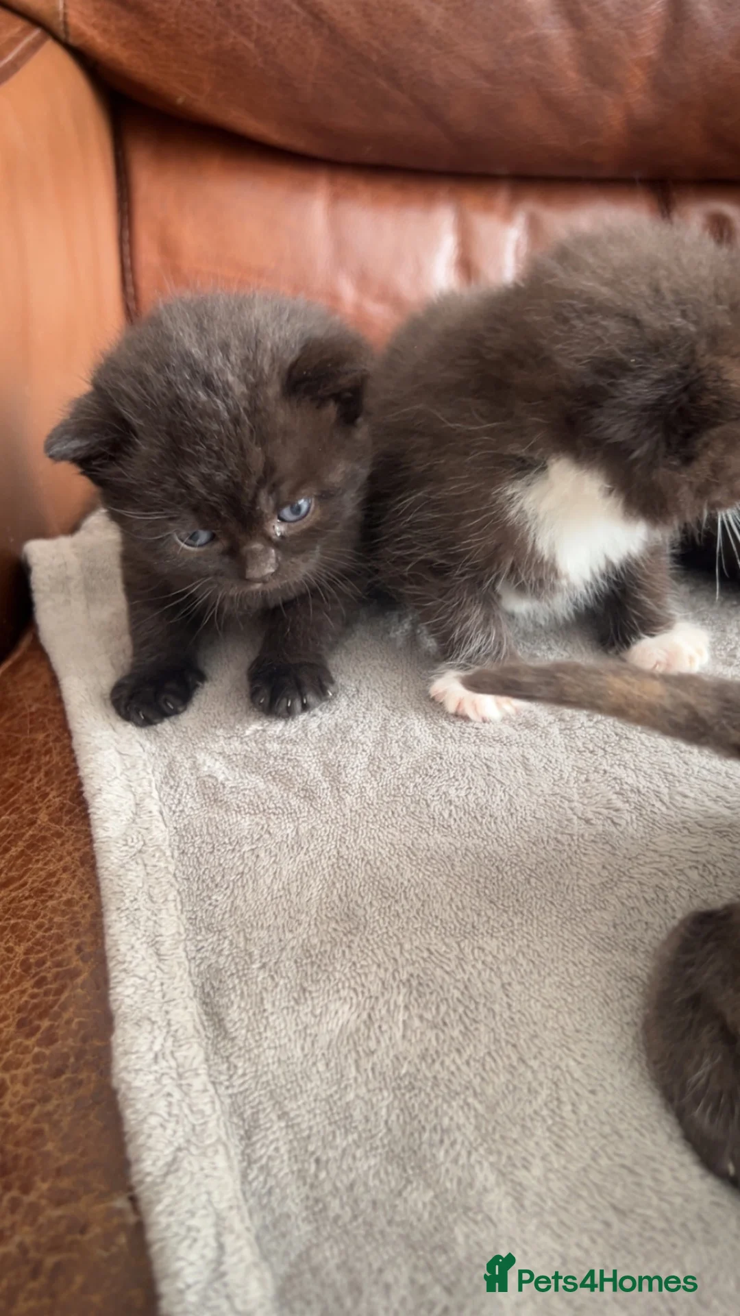 British Shorthair cats for sale: british short hairs kittens  - Advert 2