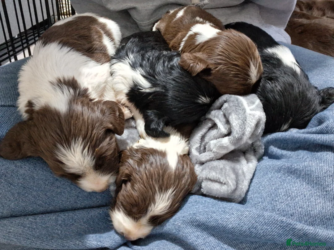 English Springer Spaniel dogs for sale: 🐾KC Reg Heavily Marked Springer Spaniel Pups - Advert 2