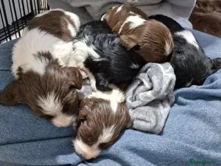 English Springer Spaniel dogs 🐾KC Reg Heavily Marked Springer Spaniel Pups - Advert 14