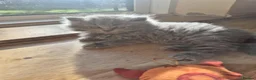 Scottish Fold cats for sale: Kittens Scottish straight blue boy and girl in Nottingham - Advert 3