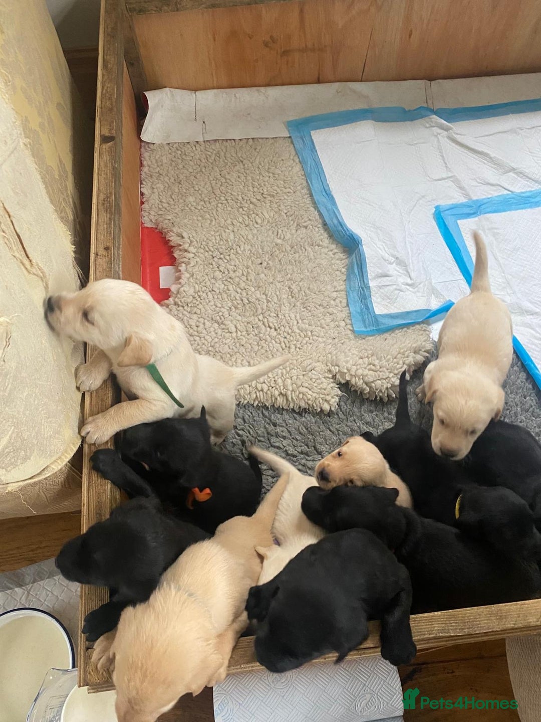 Labrador Retriever dogs for sale: Field trial working Labrador puppies  - Image 10