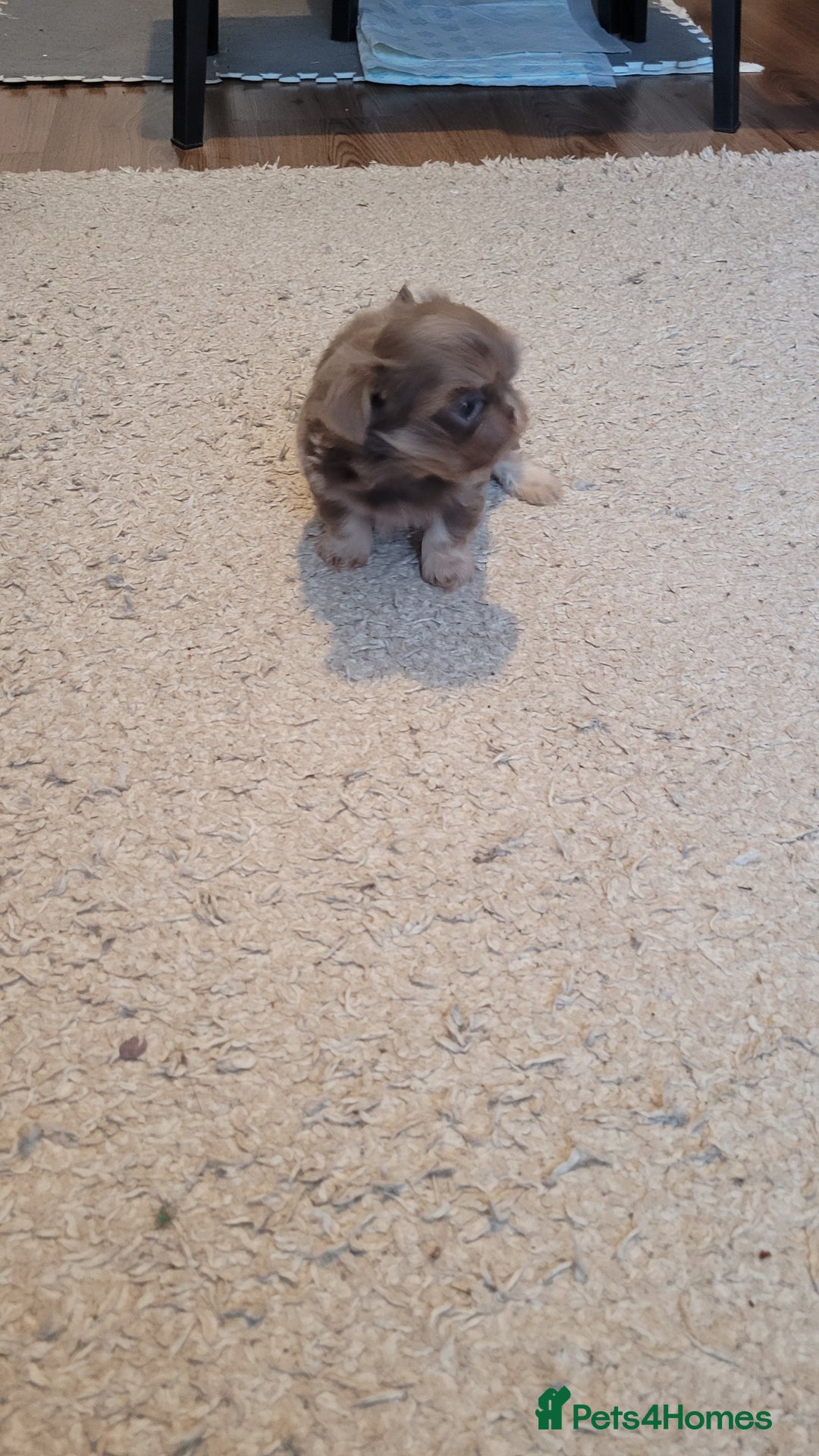 Shih Tzu dogs for sale: Three stunning KC Lavender/dobie Imperial ShihTzu - Advert 11