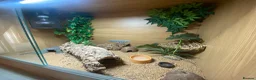 Leopard Gecko reptiles for sale: 🦎 TWO FEMALE LEOPARD GECKOS + STARTER KIT 🦎 in Horley - Advert 6