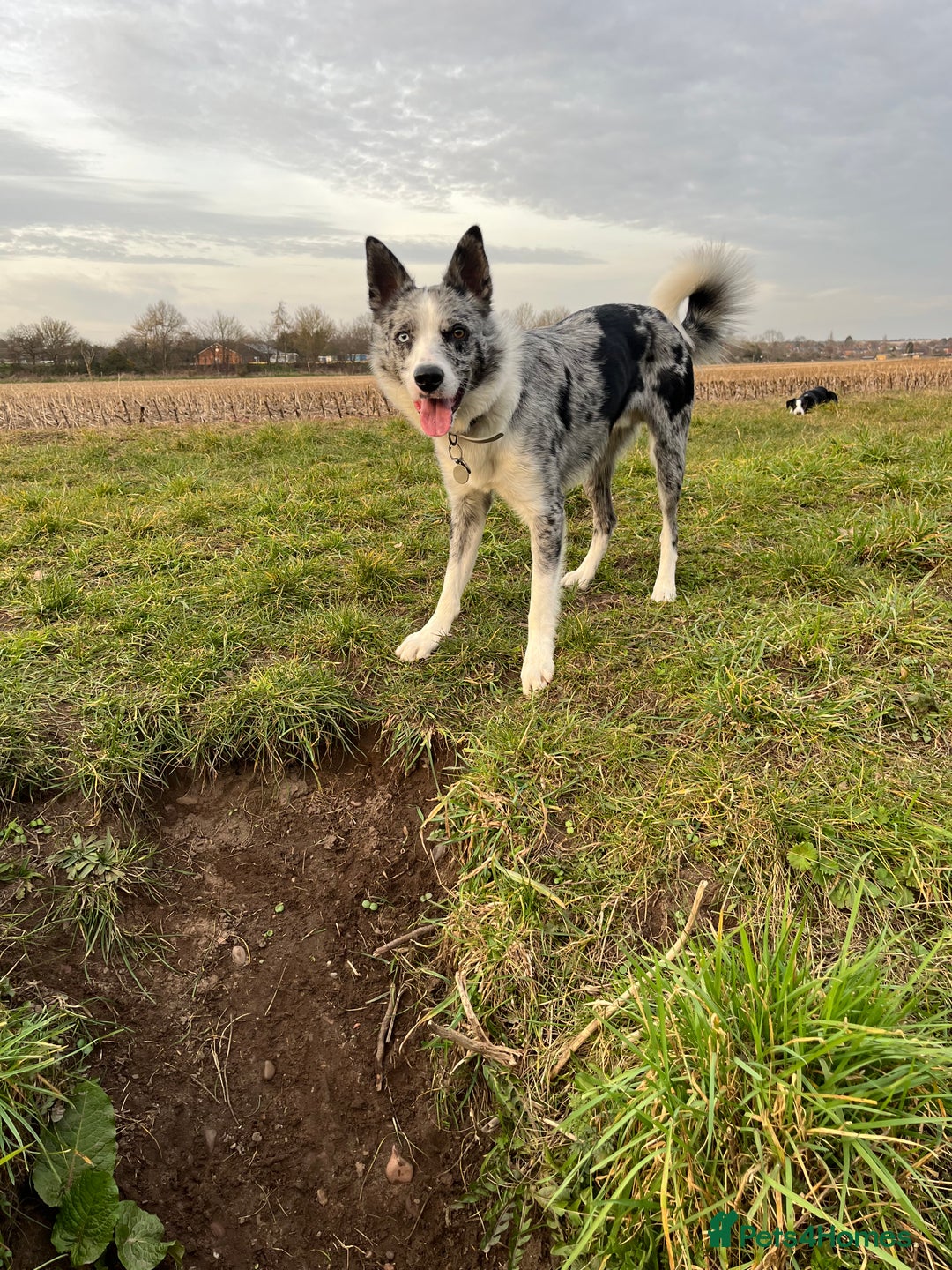 Border Collie dogs for sale: Border collie’s - Advert 6