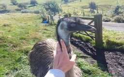 Emus poultry for sale: Beautiful Emus - pets and breeding pair - Image 6