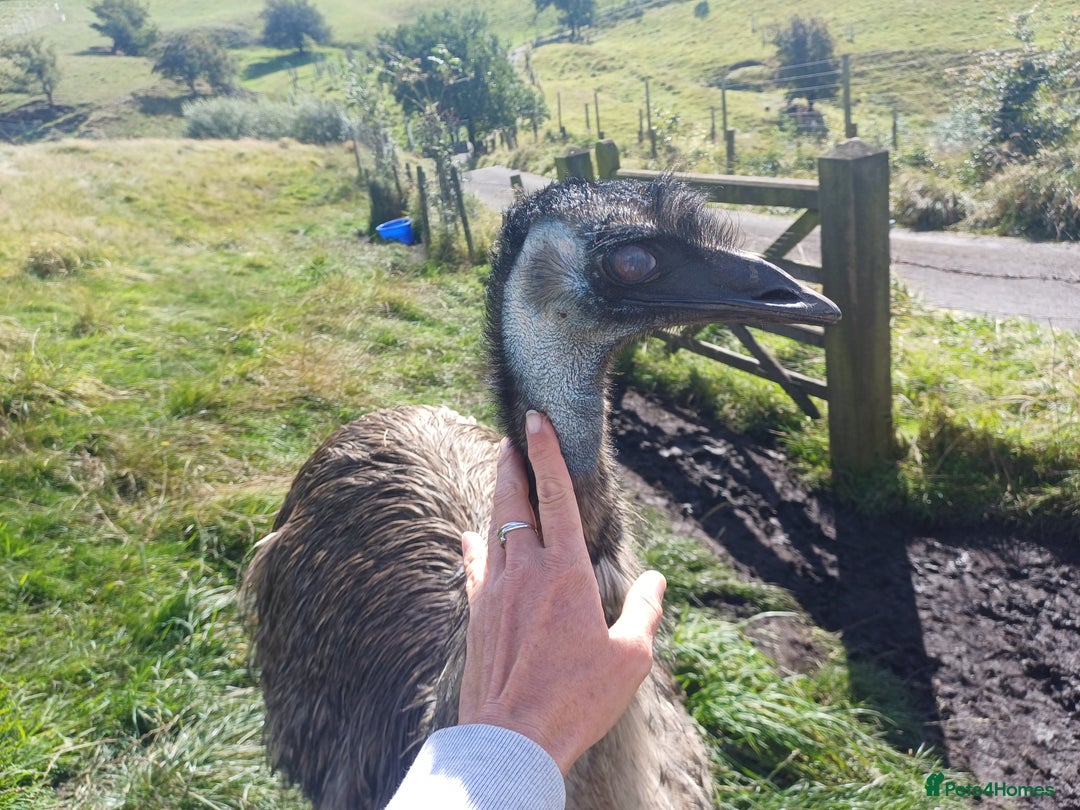 Emus poultry for sale: Beautiful Emus - pets and breeding pair - Image 6