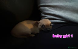 Chihuahua dogs for sale: Super tiny chihuahua girls for sale - Image 7