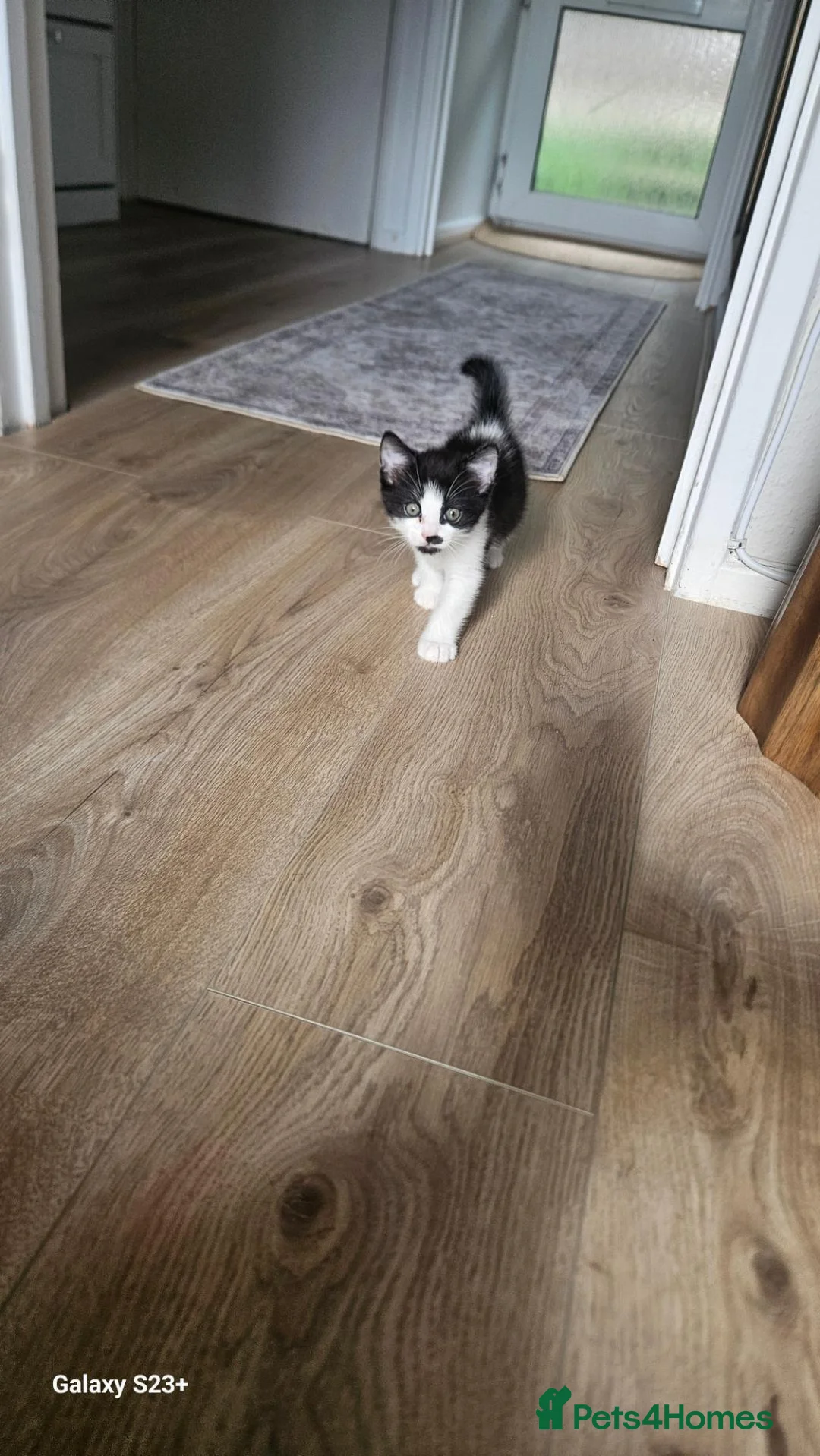 Mixed Breed cats for sale: One boy for sale - Advert 2