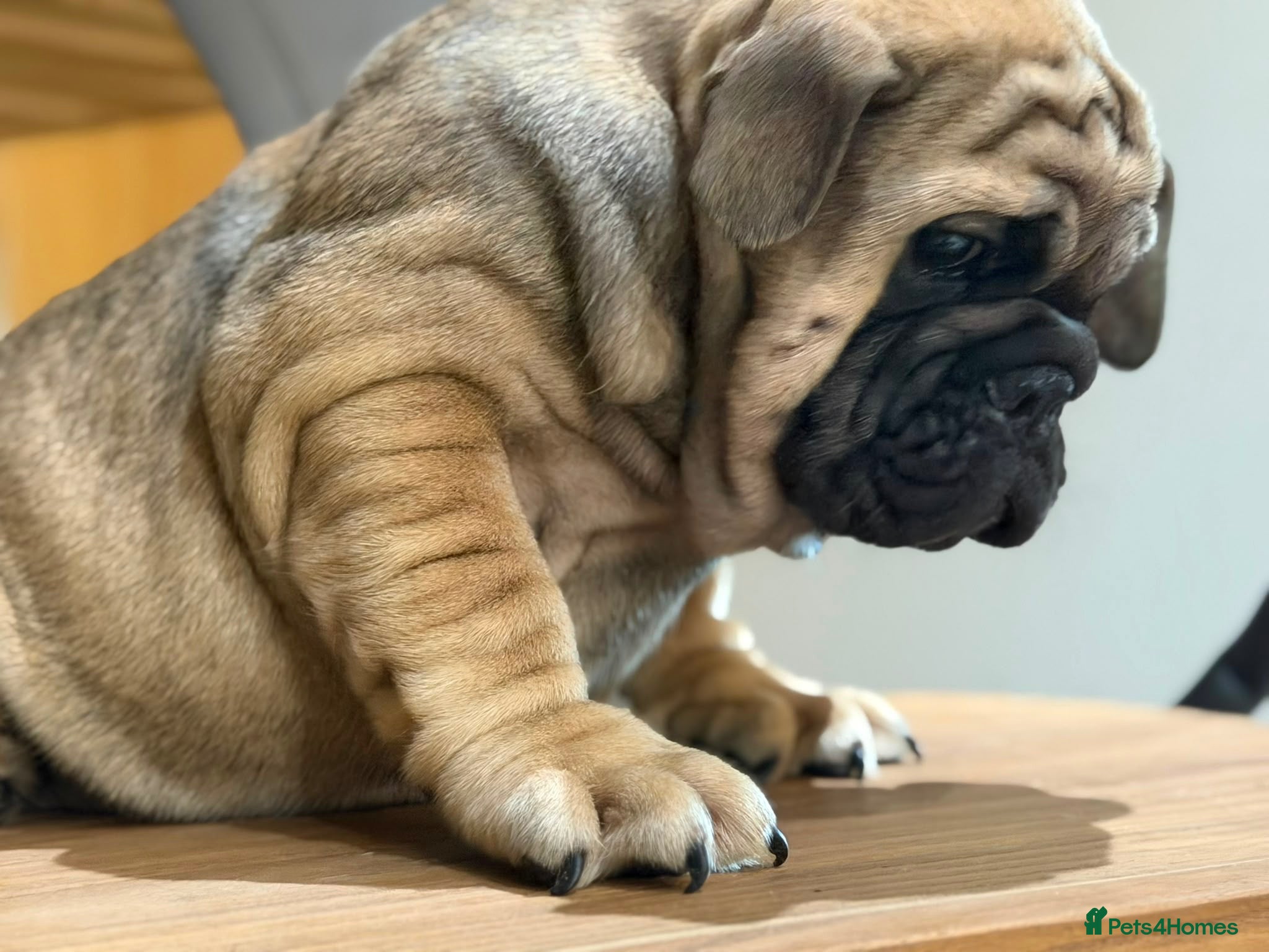 English Bulldog dogs Reduced English bulldogs - Advert 1