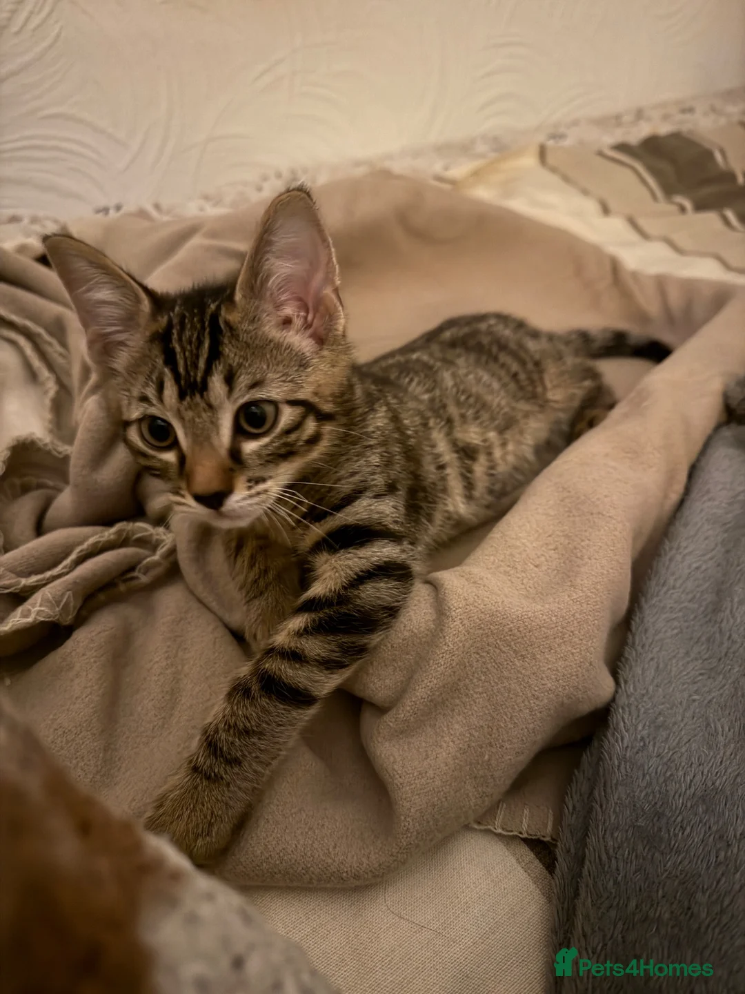 Mixed Breed cats for sale: The most affectionate little tabby - Advert 1