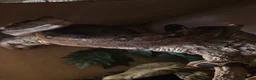 Snake reptiles for sale: Royal Pythons, Boa, Olive python Hoggies, Tortoise in Andover - Advert 25