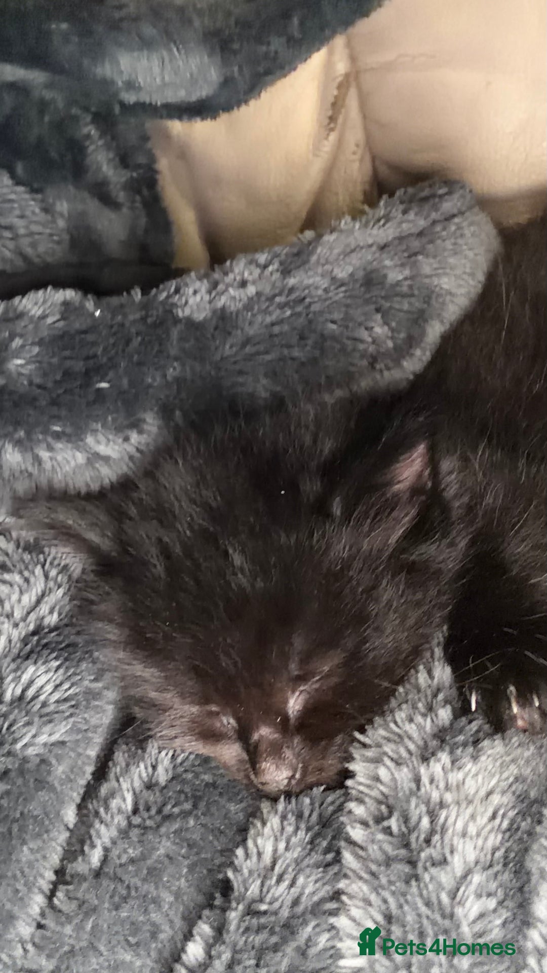 Mixed Breed cats for sale: 🐾Adorable Litter of 5 Kittens Ready now🐾  - Advert 10