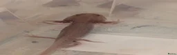 Axolotl reptiles for sale: Copper axanthic Melanoid baby Axolotl - Advert 11