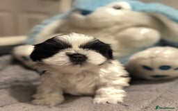 Shih Tzu dogs for sale: Shih Tzu  - Advert 16