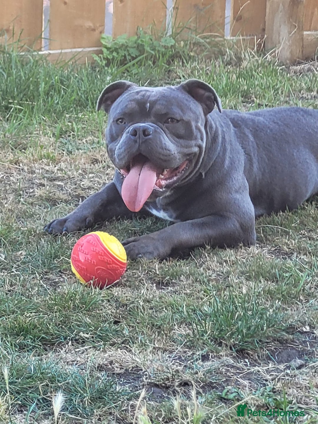 American Bully dogs for sale: American pocket bully  - Image 2