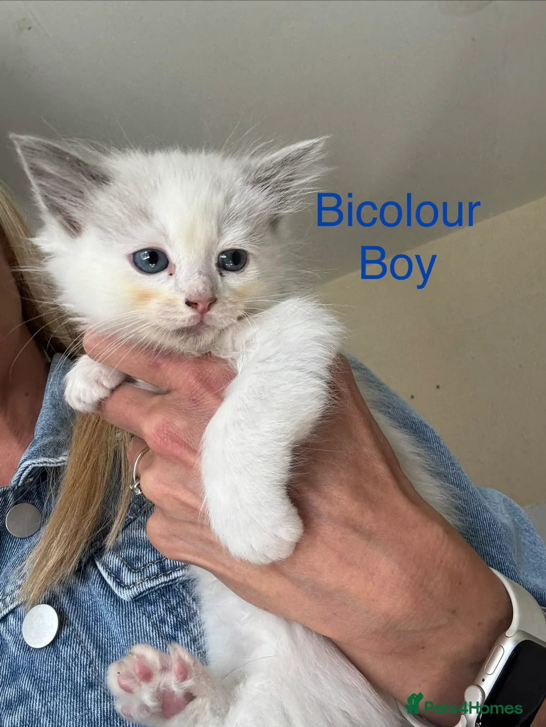 Ragdoll cats for sale: 3 Ragdoll kittens - Ready Now in York - Advert 5