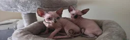 Sphynx cats for sale: Adorable Sphynx Kittens – 2 Males & 1 Female  - Advert 17