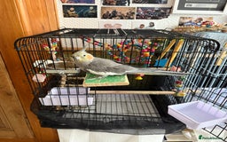 Cockatiels birds for sale: Two female cockatiels. Roughly a year old each - Image 3