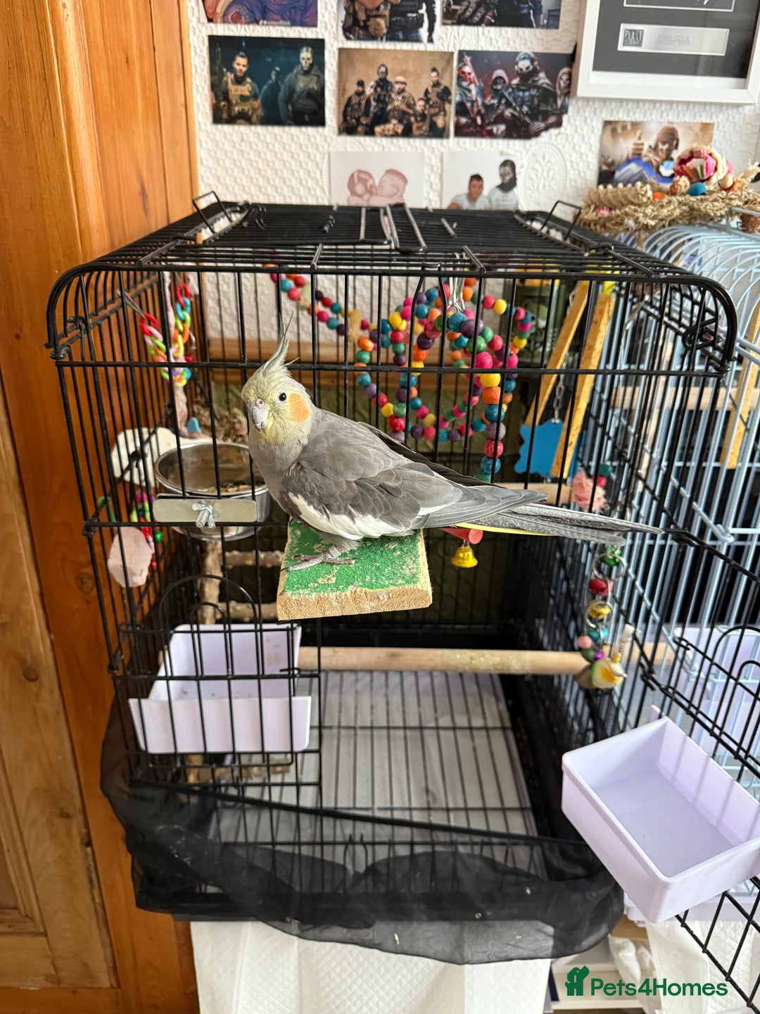 Cockatiels birds for sale: Two female cockatiels. Roughly a year old each - Image 3