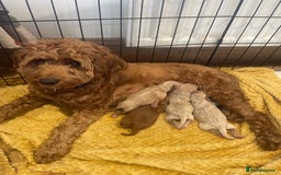 Cockapoo dogs for sale: Beautiful F2 Cockapoo Puppies PRA CLEAR  - Image 6