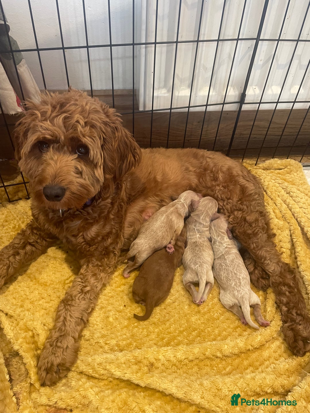 Cockapoo dogs for sale: Beautiful F2 Cockapoo Puppies PRA CLEAR  - Image 6