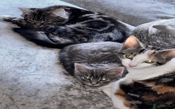 Domestic Shorthair cats for sale: Domestic short hair / long hair  - Image 8