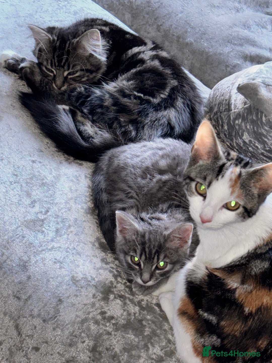 Domestic Shorthair cats for sale: Domestic short hair / long hair  - Image 8
