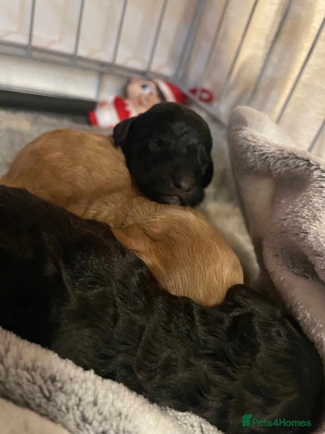 Cockapoo dogs for sale: Adorable Cockapoo Puppies! - Advert 3