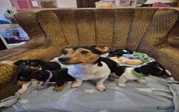 Jack Russell dogs for sale: 4 beautiful jack russell puppies now available. - Image 6