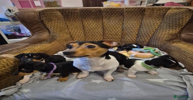 Jack Russell dogs - Advert 18