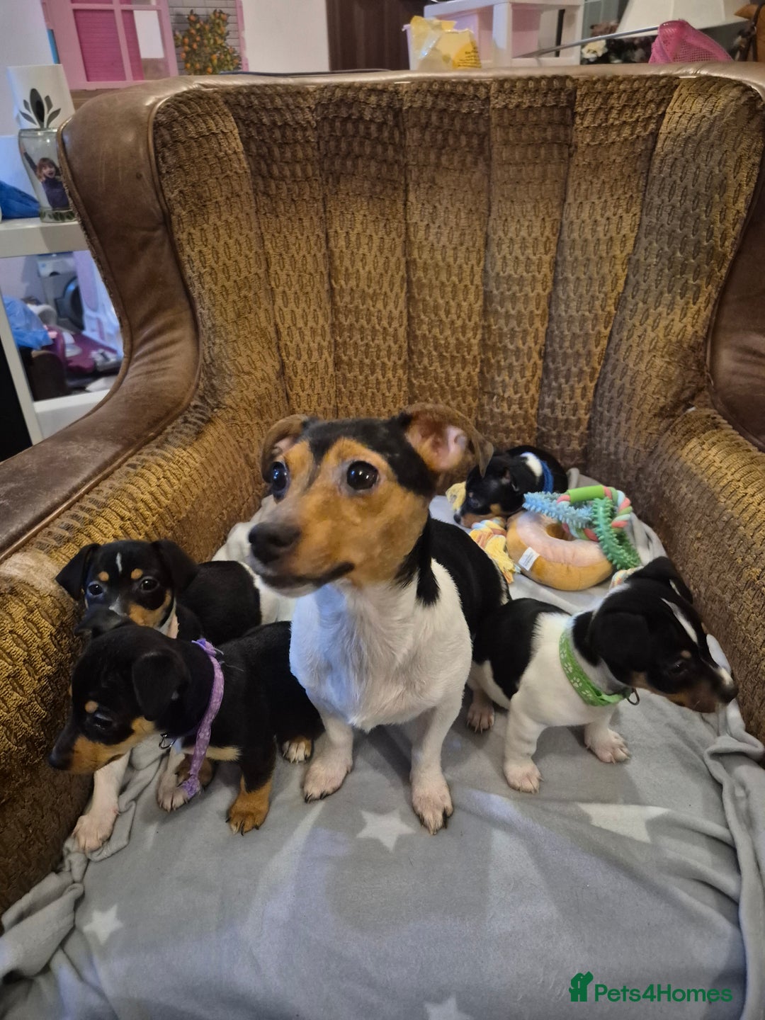Jack Russell dogs for sale: 4 beautiful jack russell puppies now available. - Image 6