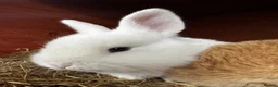 Mixed Breed rabbits for sale: Beautiful litter of 4 Holland cross mini lop.  - Advert 4