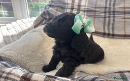 Cockapoo dogs for sale:  🐾SHOW TYPE F1 COCKAPOO PUPPIES 4 BOYS 2 GIRLS 🐾 - Image 17