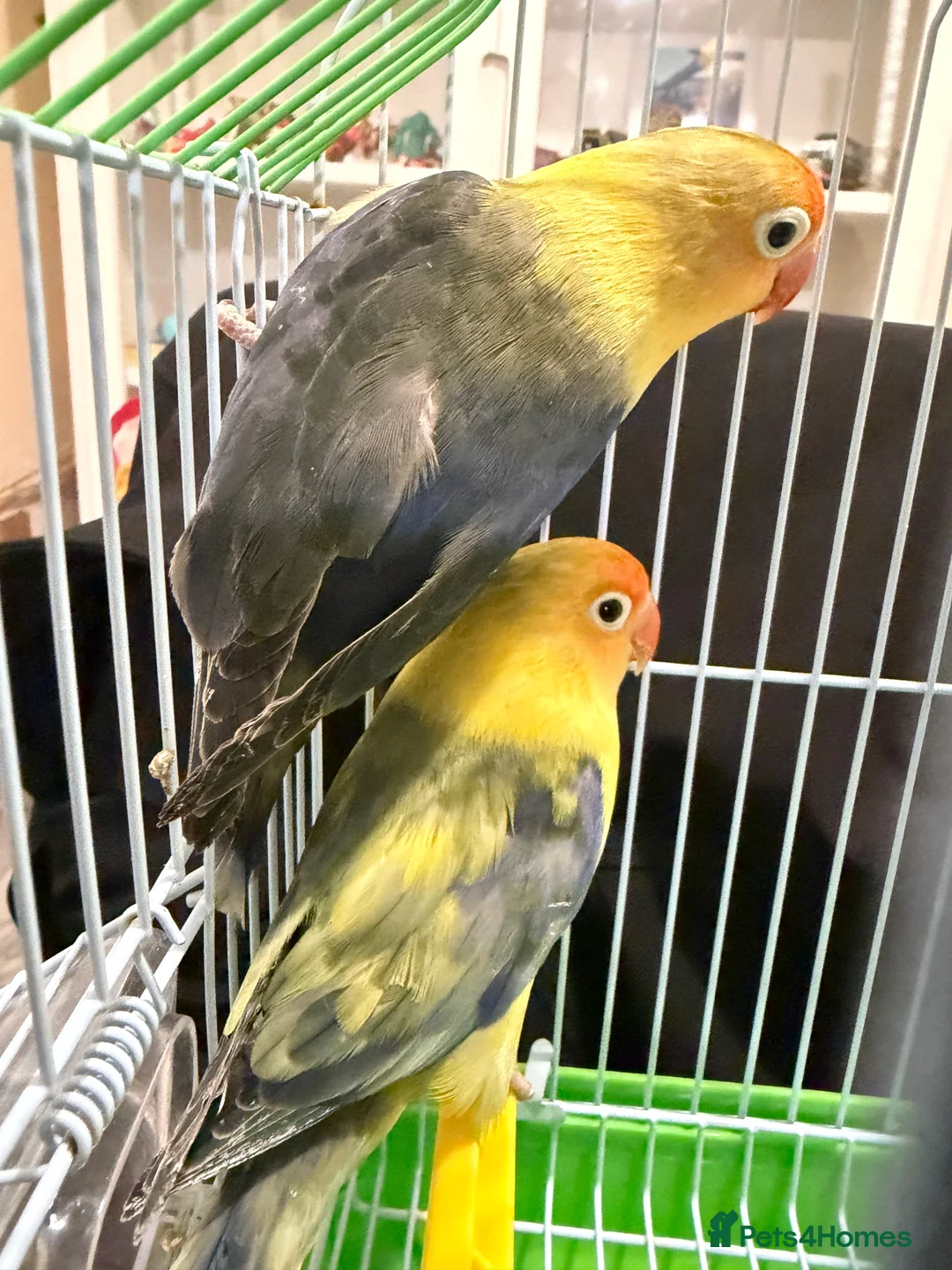 Lovebirds birds for sale: Younge pair of lovebirds - Advert 1