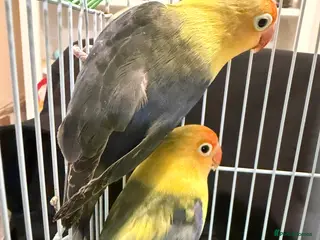 Lovebirds birds for sale: Younge pair of lovebirds - Advert 3