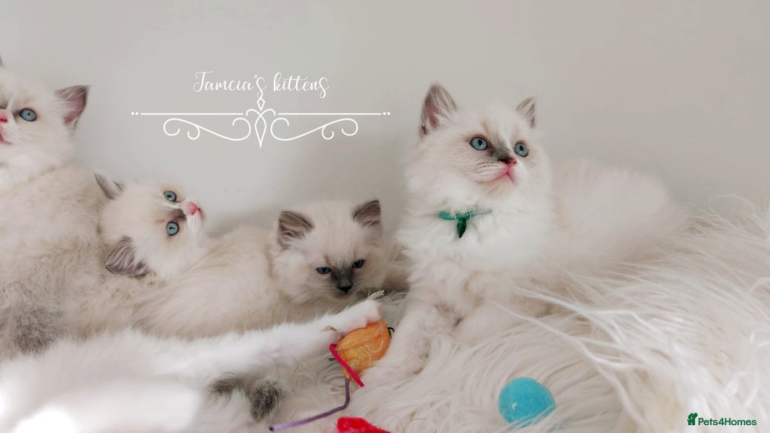 Ragdoll cats for sale: Beautiful Ragdoll kittens 😻😻😻 - Image 16