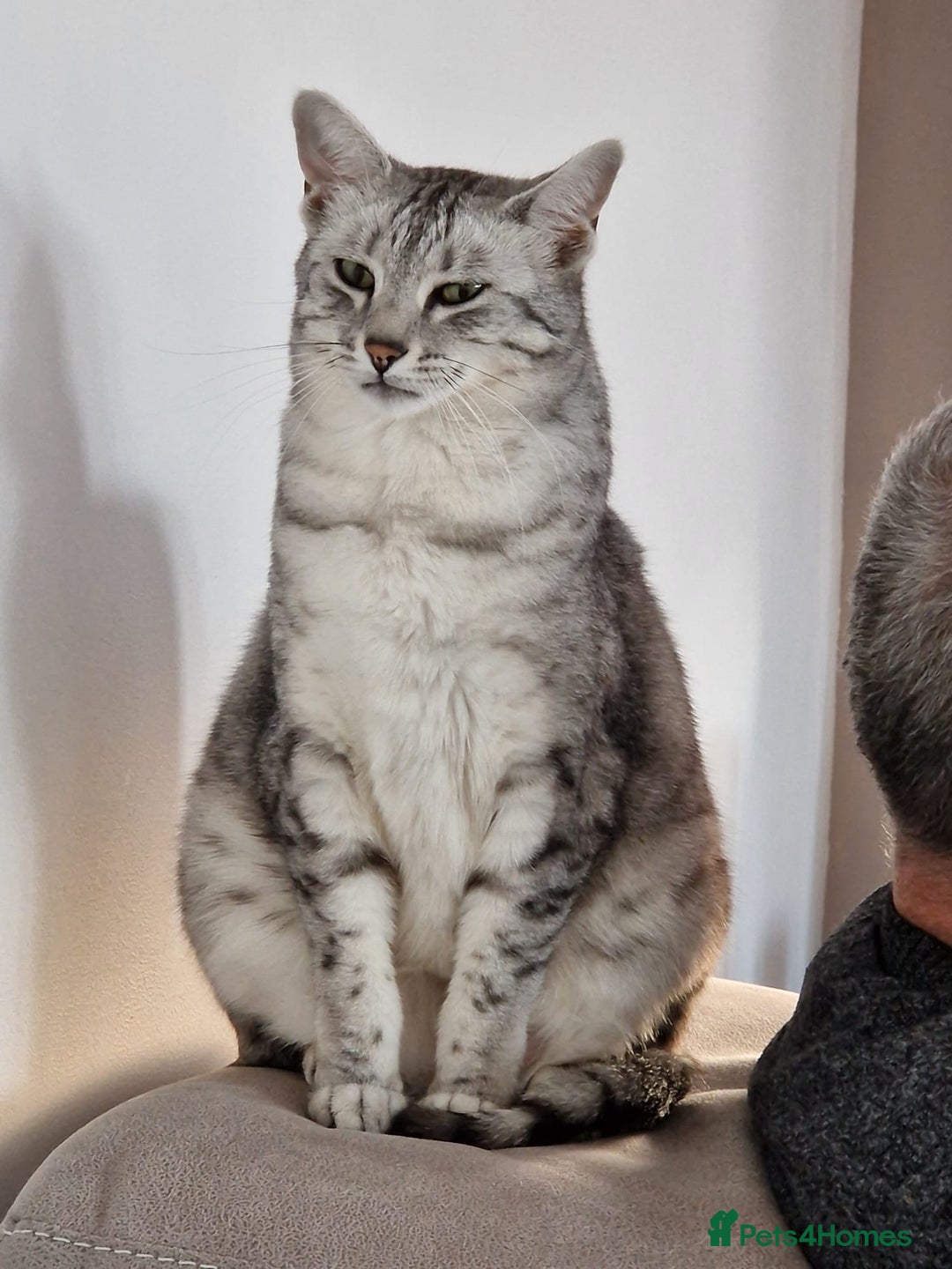 Egyptian Mau cats for sale: Female Egyptian mau  - Advert 1