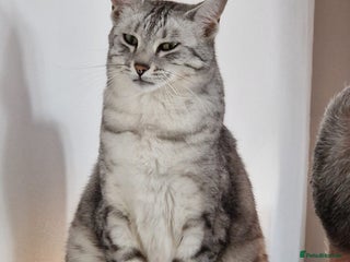 Egyptian Mau cats Female Egyptian mau - Advert 13