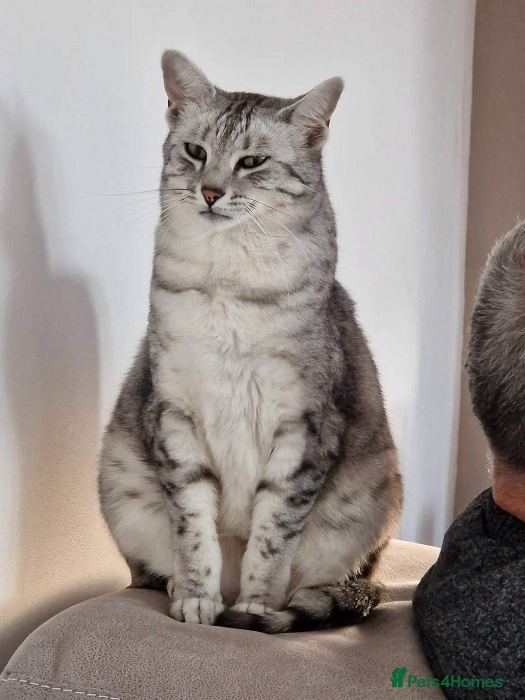 Egyptian Mau cats for sale: Female Egyptian mau  - Advert 1